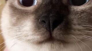 Cutest Kitten Meowing for 1 Minute! 11