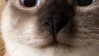 Ninja Cat Jumping Level 999! 11