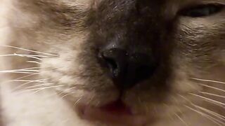 Hilarious Cat Scared of Cucumber! 10