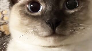 This Cat Thinks He is a Dog! 10