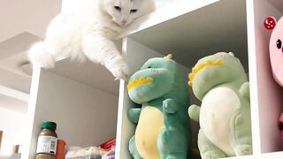 The Most Beautiful Fluffy Cat Ever! 12
