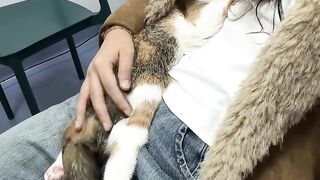 Cat Steals Dog's Bed! Boss Feline! 11