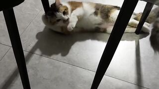 Crazy 3 AM Cat Zoomies Caught on Tape! 10