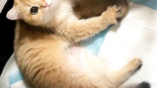 Cat Trying to Catch a Laser Pointer! 9