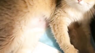 Smart Cat Opens the Door! Genius! 10