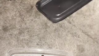 Tiny Kitten Taking First Steps! 🥺 9