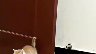Cat Sneezing is the Cutest Thing! 11