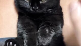 Cat Addicted to Watching TV! 10