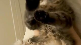 Bath Time Disaster for This Cat! 11