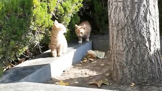 Cat Trapped in a Cardboard Box! 12