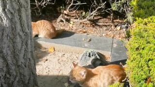 Dog Terrified of a Tiny Kitten! 9