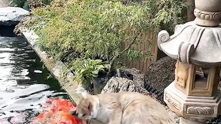 Cat Begging for Human Food! 🍗 11