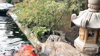 Invisible Maze Challenge for Cat! 10