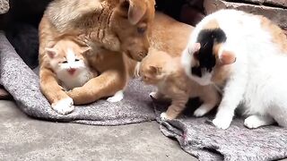 Cat Discovering Ice for the First Time! 10