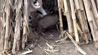 Cat Refuses to Walk on Leash! 😂 10