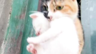 Cat Jealous of the New Baby! 11