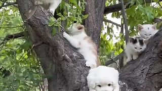 Cat Trying to Catch Fish on iPad! 11