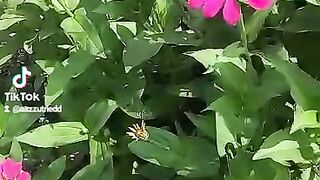 Flower 61