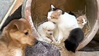 Sleepy Cat Falling off the Couch! 😂 11