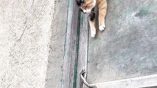 Cat Bringing Owner a Live Mouse! 10