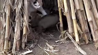 Cat Taking Over the Dog's Food Bowl! 10