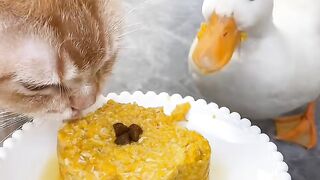 Cat Refuses to Let Owner Work! 10