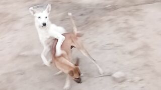 Two Dogs fight eachother