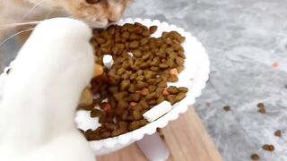 Cat vs Robot Vacuum! Epic Showdown! 10