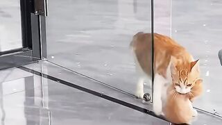 Cat Adopts an Orphaned Squirrel! 10