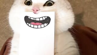 Cat Ringing a Bell for Treats! 11