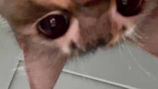 POV: Your Cat Steals The Camera 🐱👀