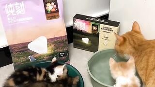 Cat Trying to Catch the Printer Paper! 11