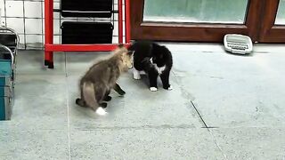 Cat Sliding into a Box like a Boss! 10