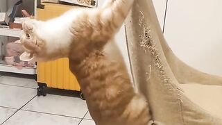 Cat Refusing to Wake Up! Heavy Sleeper! 10