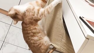 Cat Meowing at the Shower Water! 9