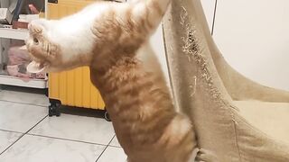 Cat Getting a Brain Freeze! 😂 11