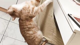Cat Doing a Perfect Backflip! 10