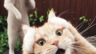Funny cat dance 6