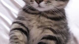 Cat Enjoying a Spa Day! 💆‍♂️ 8