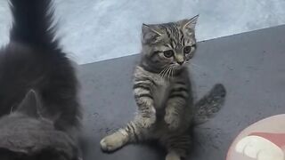 Kitten Tries to Intimidate a Big Dog! 10