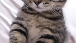 Cat Reacts to a Fake Snake! 😂 11
