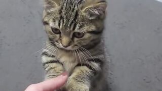 Cat Refuses to Take a Bath! 10