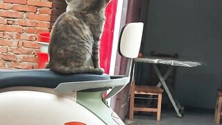 Cat Sleeping in a Fruit Bowl! 11