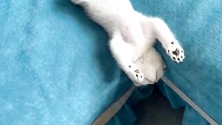 Cat Chattering at a Squirrel! 11