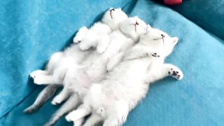 Cat Sneezing Fit in Slow Motion! 10