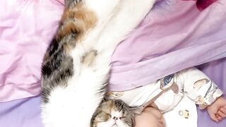 Cat Wakes up Confused! 11