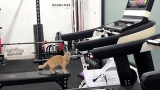 Cat Tries to Fit in a Tiny Box! 10