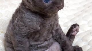 Cat Meets a Baby Chick! 🐥 11
