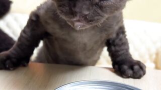 Cat Refuses to Walk on a Leash! 12