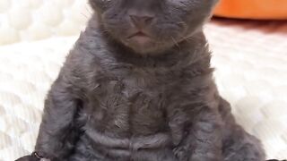 Cat Stealing Owner's Socks! 11